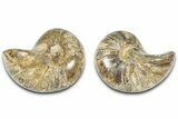 Jurassic Cut & Polished Nautilus (Cymatoceras) Fossil -Madagascar #365518-1